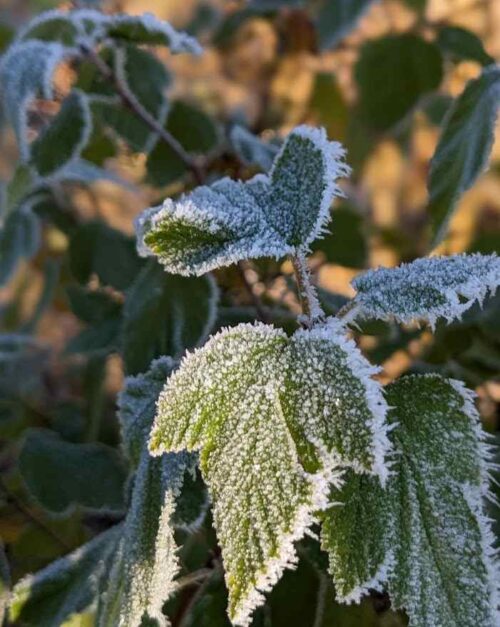 Frost on winter leaf